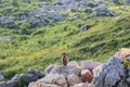 ÃÂ¡urious Alpine Marmot peers attentively into the distance on a summer afternoon